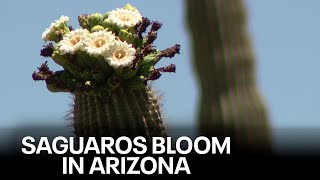 Saguaros in bloom across the Arizona desert [upl. by Ekez107]