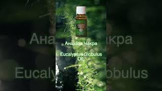 Анахата Чакра Eucalyptus Globulus Oil [upl. by Enaile551]