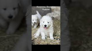 Maremma Sheepdog puppies [upl. by Endora]