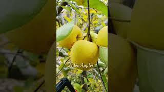 Golden Apples of Kashmir Valley district Shopian [upl. by Itnahs]