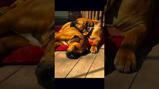 Brothers puppy dogs boerboel littermates dogvideos puppyvideos cuteanimals cutedog puppies [upl. by Cicely]