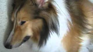 Sleeping Sheltie Very Tired Shetland Sheepdog Puppy [upl. by Benge]