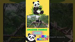 Panda Facts for Kids Learn About These Amazing Animals panda [upl. by Eizzik]