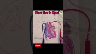 Heart Blood circulation  Blood flow in Heart science experiment  sciencenew experiments in life [upl. by Dukie790]