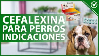 🐕 CEFALEXINA para PERROS Función dosis contraindicaciones y efectos secundarios 💊🐕 [upl. by Marena]