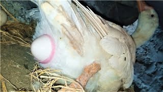 Big Duck  Geese  Laying EGG video  How animals lay eggs   Egg Laying process  Mian Inventions [upl. by Medorra]