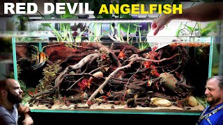 Red Devil Angelfish Aquarium EPIC 4ft Aquascape Tutorial [upl. by Ynnob777]