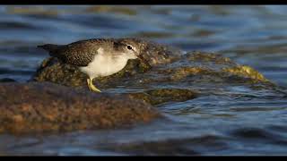 Spotted Sandpiper [upl. by Yam15]