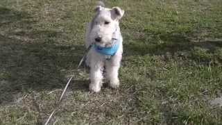 Wire Fox Terrier Run amp Run [upl. by Atimed858]