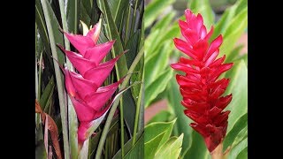 Awesome and Most Beautiful Heliconia Flowers [upl. by Lannie]