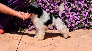 caniche toy arlequin cachorra 3 meses y media [upl. by Adlemi891]