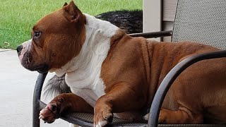 American Bully Bathing continued How do I bathe my Bullies [upl. by Yssak]