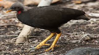 The Micronesian Megapode Natures Master of Compost Incubation [upl. by Eelarbed]