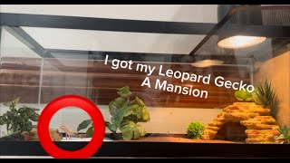 I got my Leopard Gecko a MANSION [upl. by Niveek]