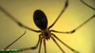 Small World of Insects  Spider  Pholcus phalangioides [upl. by Kennet727]