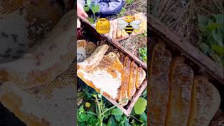 Extreme Honeycomb harvesting 🍯 Harvesting honey from beehive 🐝 EP86 trending shorts satisfying [upl. by Neelyk]