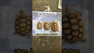 HARGA TELUR KURAKURA SULCATA [upl. by Platon]