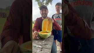 ORANGE SQUARE WATERMELON watermelon farming funny messy [upl. by Anoed423]