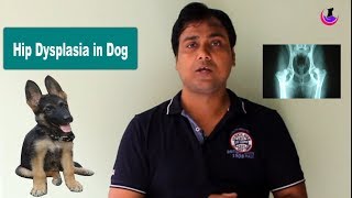 Hip Dysplasia in dogs Influencing Factors  Hindi [upl. by Ycaj]