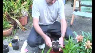 Bromeliads Online  How to plant pups [upl. by Zeba]