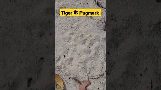 Jim Corbett Park Tiger के Pugmark plzsubscribemychannel 👍🏻 [upl. by Nnylrats]