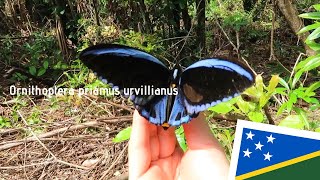 【Solomon Islands🇸🇧】Ornithoptera priamus urvillianusアオメガネトリバネアゲハ [upl. by Kessia722]