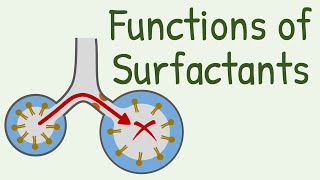 Functions of Surfactants in Alveoli [upl. by Llednik]