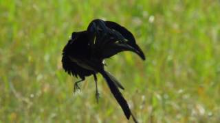 Widowbird Jumping Competition  Planet Earth II  BBC Earth [upl. by Haral]