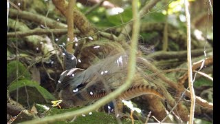 Lyrebird goes crazy mimicking [upl. by Ayt325]