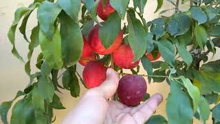 Nectarine tree in pot [upl. by Terra222]