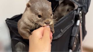 Otters Behavior When They Are Full Is Too Cute [upl. by Emelina484]