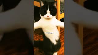 Day😺cat dance loveshorts viralvideo treding viralshorts 👍👍👍👍 [upl. by Nauqit]