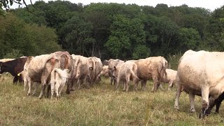 Rettung vor dem Schlachter Errichtung Gnadenhof in Endlichhofen [upl. by Aili]