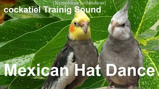 Cockatiel Trainig Sound  Mexican Hat Dance [upl. by Feucht]