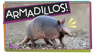 Armadillos Animals with Armor [upl. by Katzman]