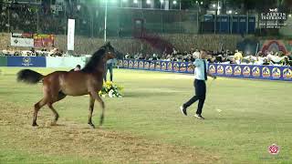 N 33 YAF SALSABEL EL FAWARES Iksal Arabian Horse Show Futurity Fillys 2024 A Class 3 [upl. by Ragas]