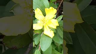 Hibbertia scandens  Golden Guinea vine  Snake vine 🏵 nature plants flowers vlog [upl. by Tigdirb120]