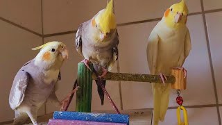 Happy cockatiel singing a lot Cocaktiel bird sound in nature Cockatiel training music [upl. by Ronacin306]