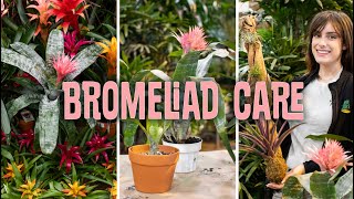 Bromeliad Care Propagating [upl. by Jalbert]