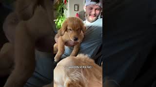 WAHOO full vid on channel fwends 🐾🤍 dog funnyanimals puppy funnydogs goldenretrieverpuppy [upl. by Quent]