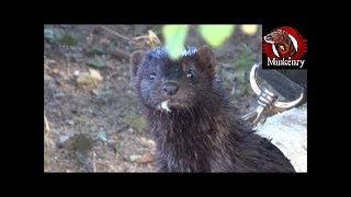 Amazing Mink Fang Hunting and Fishing [upl. by Home829]