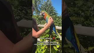 Petting v stroking  there’s a big difference birds parrot macaw [upl. by Gibun]