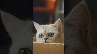 Schrodinger’s cat explained in under a minute [upl. by Abocaj]