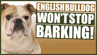 How To Stop Your ENGLISH BULLDOG BARKING [upl. by Hittel]