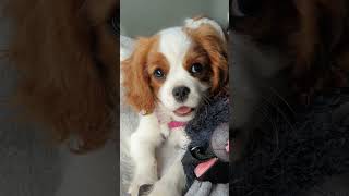 Why Cavalier King Charles Spaniels Are Royaltys Best Friend [upl. by Araik]