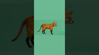 Red Fox 3D nyilonelycompany game animation fox animals redfox lowpoly [upl. by Renie767]