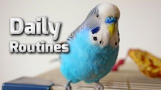 Budgie daily routine [upl. by Navi]