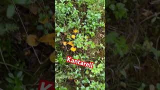 KANTARELL fypyoutube mushroom kantareller [upl. by Deonne]