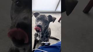 Dog With an Attitude  RxCKSTxR Comedy Voiceover [upl. by Akibma916]