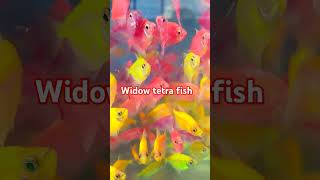 Widow tetra fish shots tetra fishytshots viralreels youtubeshorts viralreels [upl. by Ydnak]